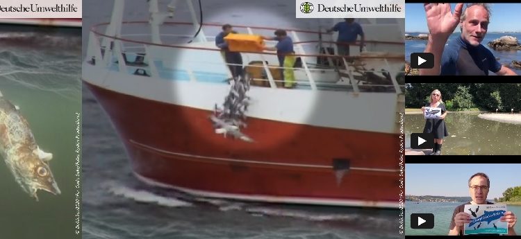 Petition gegen illegale Fischrueckwuerfe